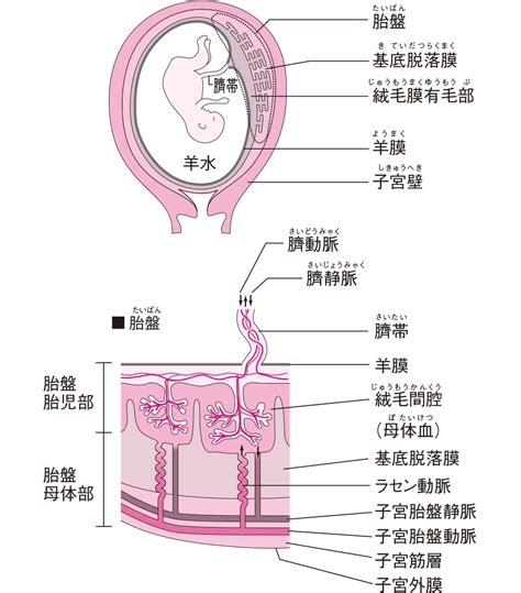 胎盤形成時期|【医師監修】胎盤の役割・構造は？完成する時期や変。